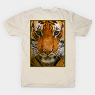 Tiger Stripes T-Shirt